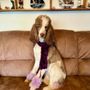 Photo of Parti Poodle Ranch