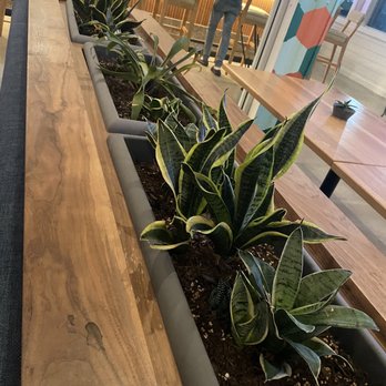 Pier 6 - Overwatered plants could be the culprit for the gnats. - Seafood Near Me - San Leon, Texas