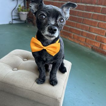 Pawfect Express Pet Spa - Paw loved one! Number 2 - Pet Groomers Near Me - Montebello, California Pawfect Express Pet Spa - Paw loved one! Number 2 - Pet Groomers Near Me - Montebello, California