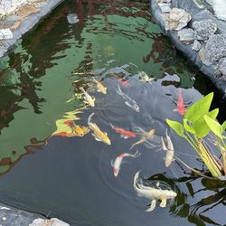 Nguyen's Kitchen & Sushi Bar - Koi pond out door area