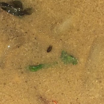 Thai Town Restaurant - Maybe give your food a bit of a wash before you cook it - would prefer less protein (a bug). - Thai Near Me - Vancouver, British Columbia Thai Town Restaurant - Maybe give your food a bit of a wash before you cook it - would prefer less protein (a bug). - Thai Near Me - Vancouver, British Columbia