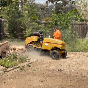 Micaela Tree Service - Stump grinder makes short work of 4 ft stump - Tree Services Near Me Micaela Tree Service - Stump grinder makes short work of 4 ft stump - Tree Services Near Me