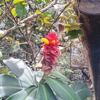 Hike Maui - Hike Maui- Easy Rainforest Walk package - Tours Near Me - Kahului, Hawaii