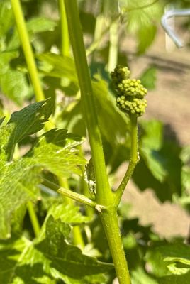 Silver Oak Alexander Valley by null