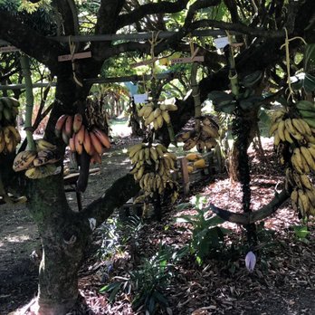 Going Bananas - Nurseries & Gardening Near Me - Homestead, Florida Going Bananas - Nurseries & Gardening Near Me - Homestead, Florida