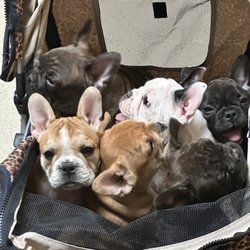 Animal Care Hospital