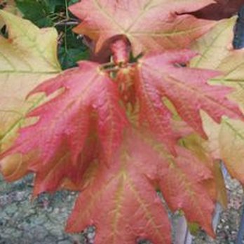 Milarch Nursery - Nurseries & Gardening Near Me - Wixom, Michigan