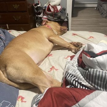 York County SPCA - Gracie laying down in bed - Animal Shelters Near Me - York, Pennsylvania York County SPCA - Gracie laying down in bed - Animal Shelters Near Me - York, Pennsylvania