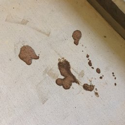 Cat poop outside my door by steps