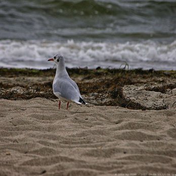 Warnemünder Strand - Mövenbesuch (01/2017) - Beaches Near Me - Warnemünde, MV Warnemünder Strand - Mövenbesuch (01/2017) - Beaches Near Me - Warnemünde, MV