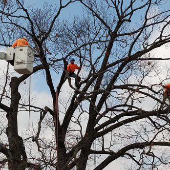 Simo Brothers - Tree Services Near Me - Lake Bluff, Illinois Simo Brothers - Tree Services Near Me - Lake Bluff, Illinois
