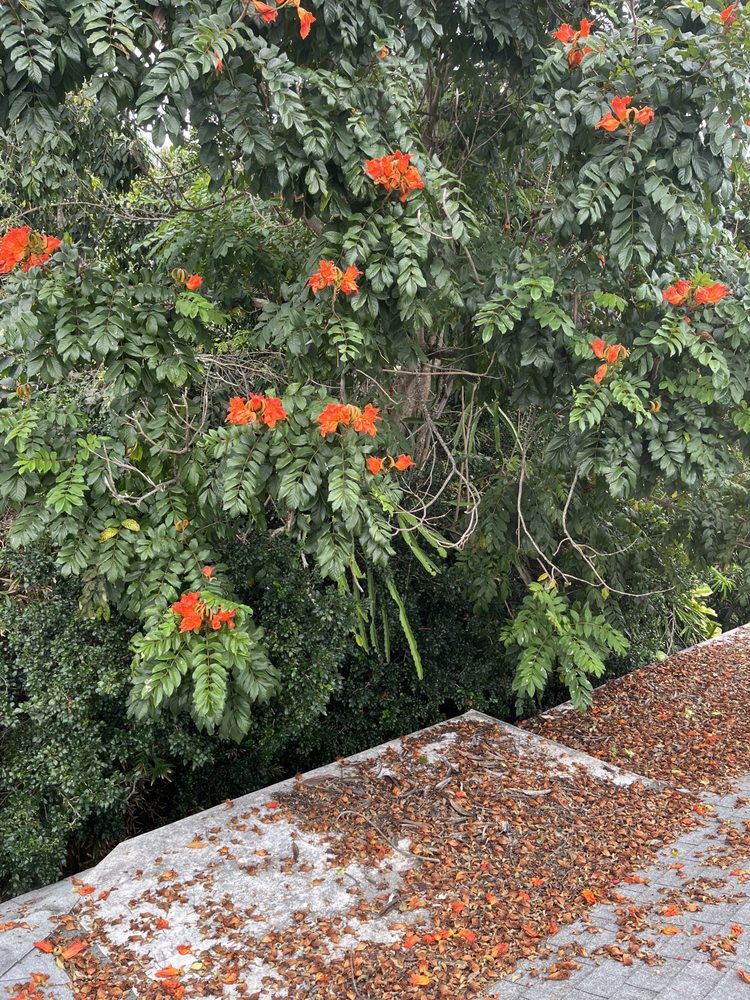 Kahekili Tree Trimming & Landscape - tree service in Kaneohe, HI