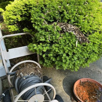 Bubbles Window Washing & Gutter Cleaning - garbage from the gutters on plants and hose in front. - Window Washing Near Me - Naperville, Illinois Bubbles Window Washing & Gutter Cleaning - garbage from the gutters on plants and hose in front. - Window Washing Near Me - Naperville, Illinois