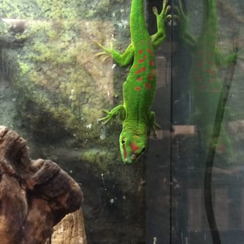 Amazon Reptile Center - Gecko-ey goodness... - Reptile Shops Near Me - Montclair, California