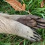 Dead Animal Removal