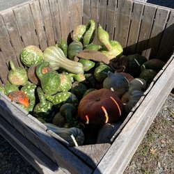 Melick Orchards - Pumpkin picking