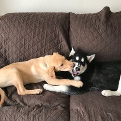 Raise The Ruff Pet Services - Jax and Susan's dog violet