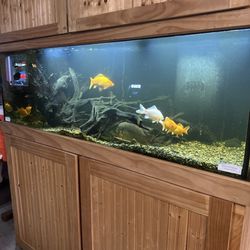 Fish tank!