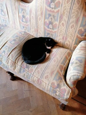KattenKabinet (Cat Cabinet) by null