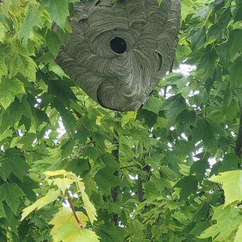 Irish Brothers Pest Control - The bald faced hornet nest. - Pest Control Near Me - Franklin, Indiana Irish Brothers Pest Control - The bald faced hornet nest. - Pest Control Near Me - Franklin, Indiana