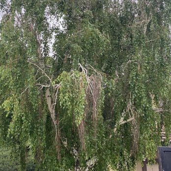 Camaleons Tree Service - Tree Services Near Me Camaleons Tree Service - Tree Services Near Me