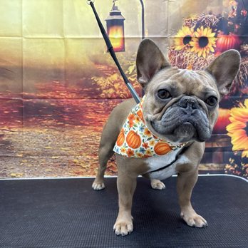 Parkers Paws - Pet Groomers Near Me