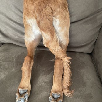 Biscuits and Baths SoFlo - Pet Groomers Near Me
