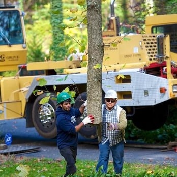 Kelley's Tree Service - Tree Services Near Me - Vienna, Virginia Kelley's Tree Service - Tree Services Near Me - Vienna, Virginia