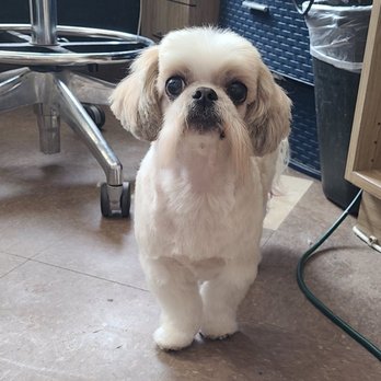 Doggies Divine - Pet Groomers Near Me - San Diego, California