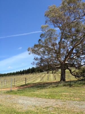 Mount Majura Vineyard by null