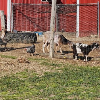 Old Brownsville Farms - More animals - Pick Your Own Farms Near Me - Bartlett, Tennessee Old Brownsville Farms - More animals - Pick Your Own Farms Near Me - Bartlett, Tennessee