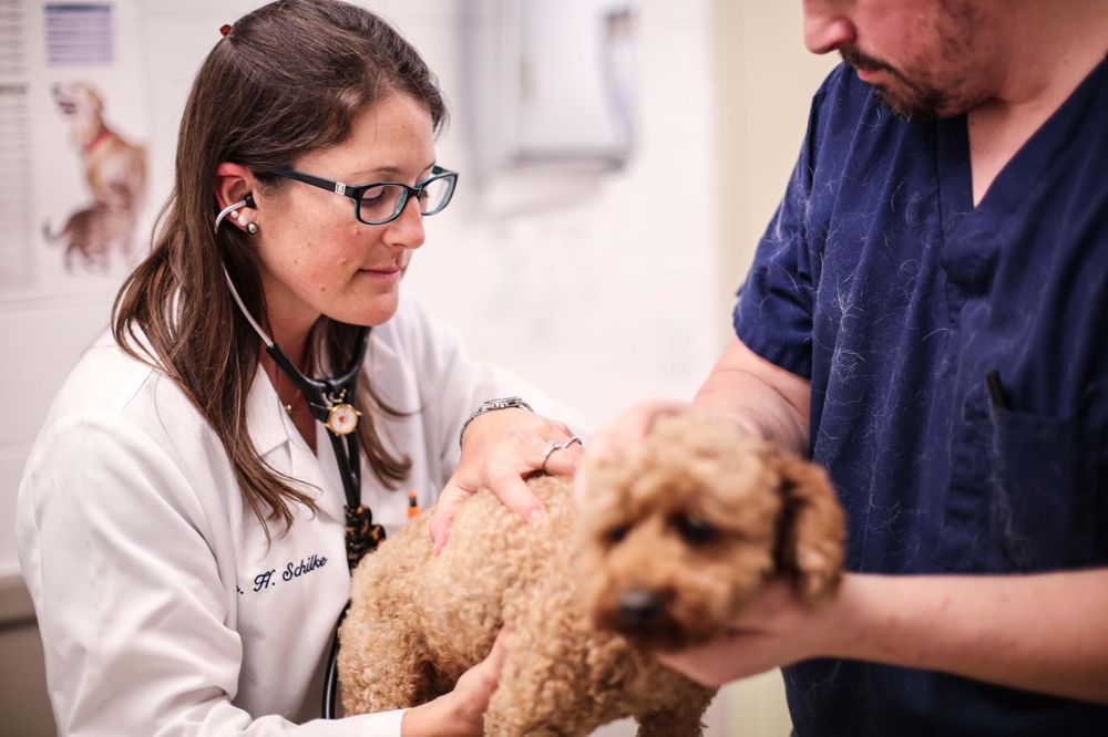 POUND RIDGE VETERINARY CENTER Updated October 2024 13 Photos & 16