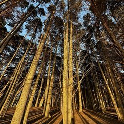 Woods