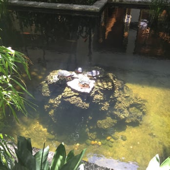 Bal Harbour Shops - Turtles sun bathing in the coy pond in front of Audemar - Pop-up Shops Near Me - Bal Harbour, Florida Bal Harbour Shops - Turtles sun bathing in the coy pond in front of Audemar - Pop-up Shops Near Me - Bal Harbour, Florida