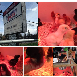 Pacific Building Center - Chicks are here ! Good times, good people, good stuff and - if the season is right - Chicks.
