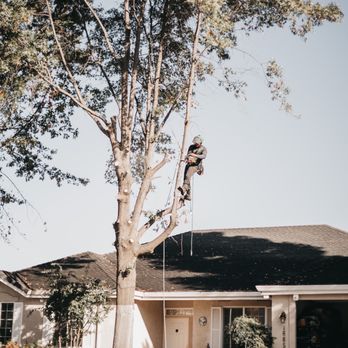 Arbor Pro Tree Service - Tree Services Near Me Arbor Pro Tree Service - Tree Services Near Me