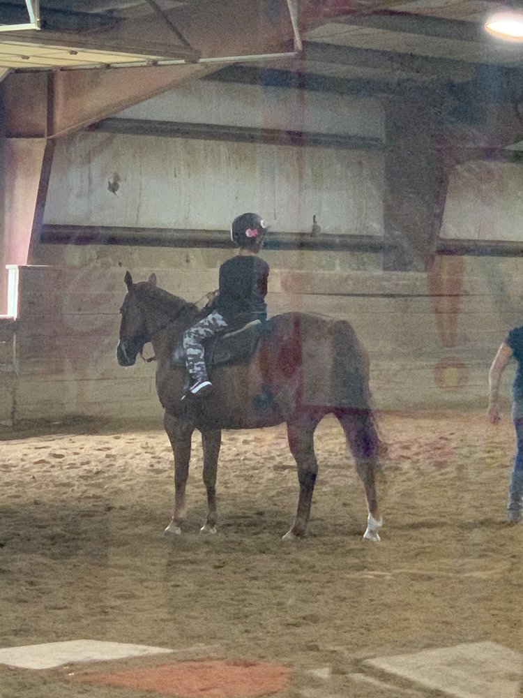 Nova Quarter Horses - equestrian in Mokena, IL