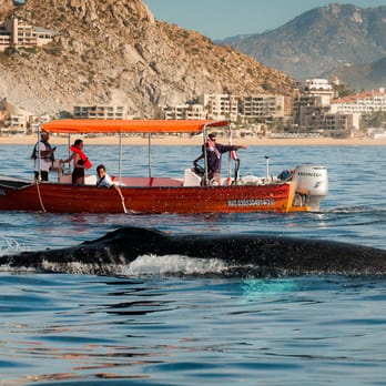 Cabo San Lucas Tours - Travel Services Near Me