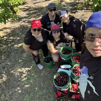 Diablo Cherries - Yearly picking at Diablo cherry farm with Fambam - Pick Your Own Farms Near Me - Brentwood, California