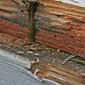 Hydrex Termite & Pest Control - Signs of termites include finding pitted wood and small piles of sawdust! Call Hydrex Termite & Pest Control for an inspection today! - Pest Control Near Me - Simi Valley, California