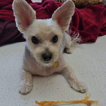 Furever Grooming - My handsome fur baby! - Pet Groomers Near Me - Milpitas, California