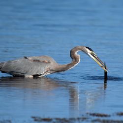 Black Point Wildlife Drive