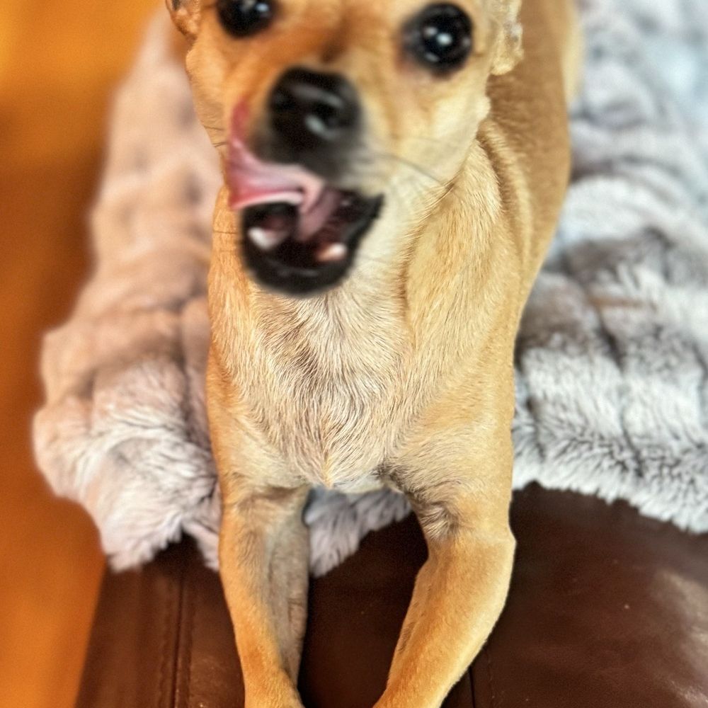 THE BEST 10 Reptile Vet in Mission Viejo, CA - Updated 2026 - Quality &  Affordability - Yelp