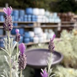 Sloat Garden Center