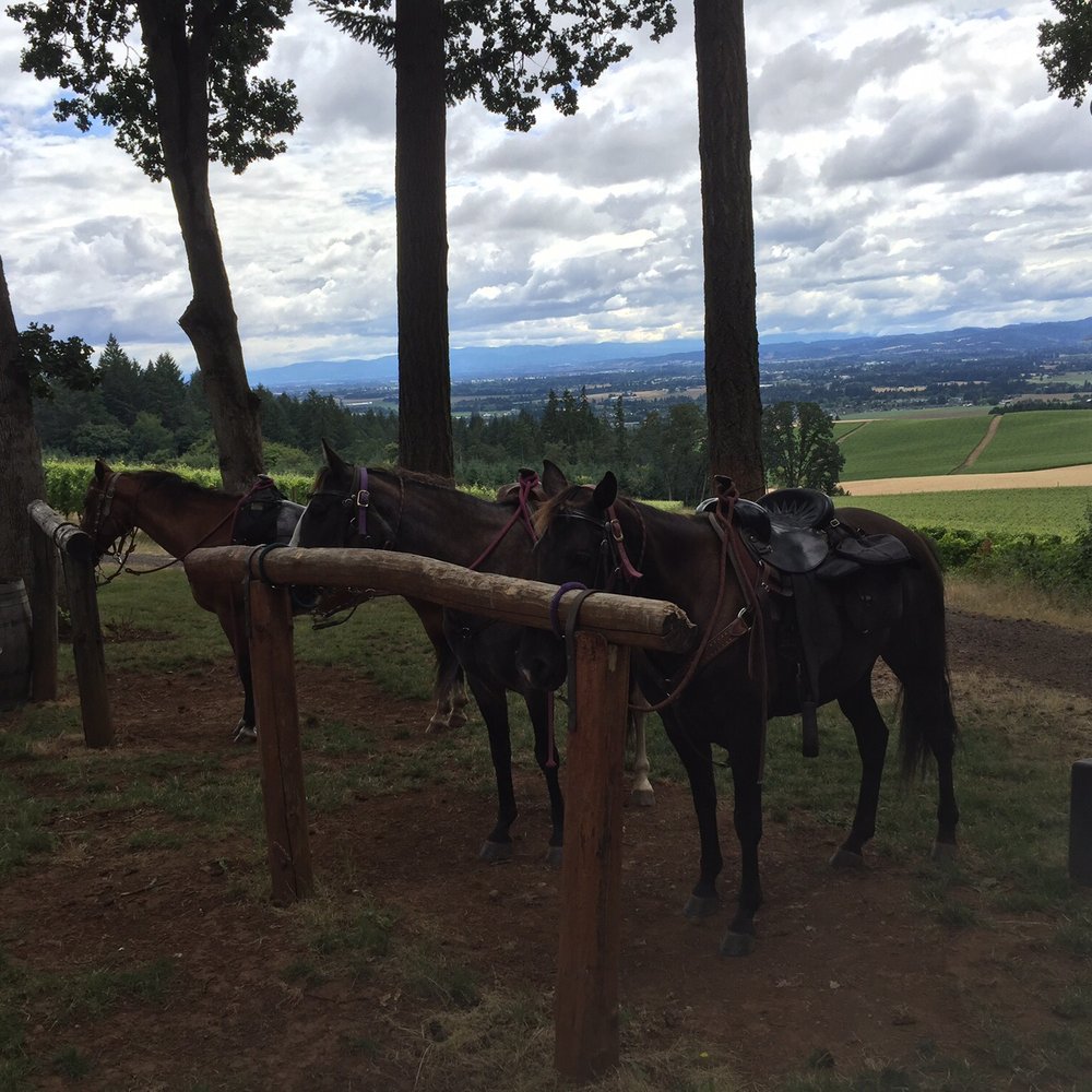 Equestrian Wine Tours - Horses hanging out while we tasted wine - Venues & Event Spaces Near Me - Carlton, Oregon