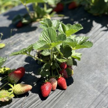 Granny Mays Strawberry Farm - Pick Your Own Farms Near Me - Granite Bay, California Granny Mays Strawberry Farm - Pick Your Own Farms Near Me - Granite Bay, California