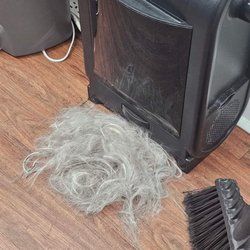 The Proper Barbershop - Thought it was a long haired dog!!