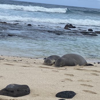 Ka'ena Point Trail Hike - Momma seal and her pup - Hiking Near Me - Waialua, Hawaii Ka'ena Point Trail Hike - Momma seal and her pup - Hiking Near Me - Waialua, Hawaii