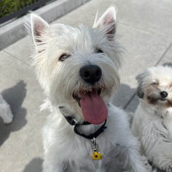 Tefani & So. Dogcare - Pet Sitting Near Me - San Francisco, California Tefani & So. Dogcare - Pet Sitting Near Me - San Francisco, California