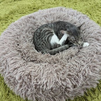 The Catio Cat Lounge - a cat curled up in a cat bed - Pet Adoption Near Me - Nashville, Tennessee